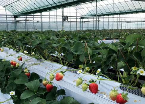 株式会社ナチュレッシュ・ファーム・ジェイピー