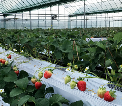 株式会社ナチュレッシュ・ファーム・ジェイピー